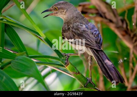 Un mockingbird du Nord chante dans le jardin de la Cathédrale de l'Immaculée conception, le 23 juillet 2021, à Mobile, Alabama. Banque D'Images