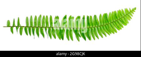 Nephrolepis Cordifolia fougères foliaires isolées sur fond blanc Banque D'Images