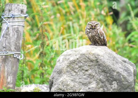 Little Owl, athene noctua, Todmorden, Calvaire, West Yorkshire Banque D'Images