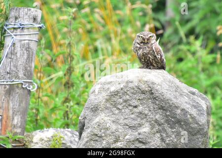 Little Owl, athene noctua, Todmorden, Calvaire, West Yorkshire Banque D'Images