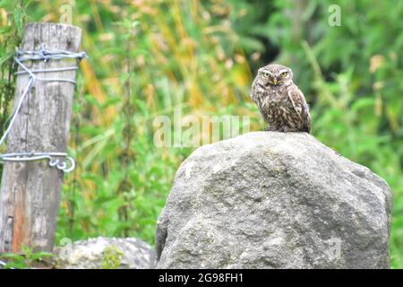 Little Owl, athene noctua, Todmorden, Calvaire, West Yorkshire Banque D'Images