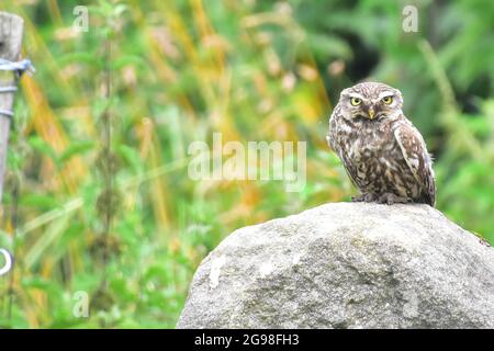 Little Owl, athene noctua, Todmorden, Calvaire, West Yorkshire Banque D'Images