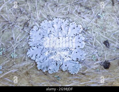 Lichens à feuilles, sous forme de plaques de différentes couleurs Banque D'Images