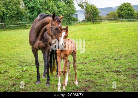 Mare cheval caressant il s nouveau-né foal dans un champ en Irlande Banque D'Images