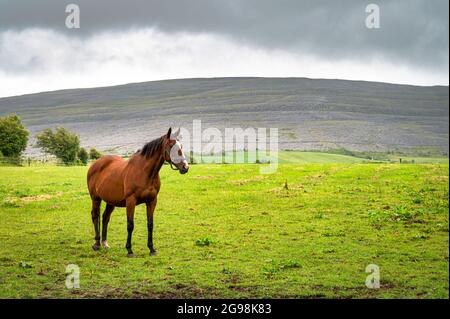 Un cheval brun debout dans un champ d'herbe dans le Burren de l'Irlande de l'Ouest Banque D'Images