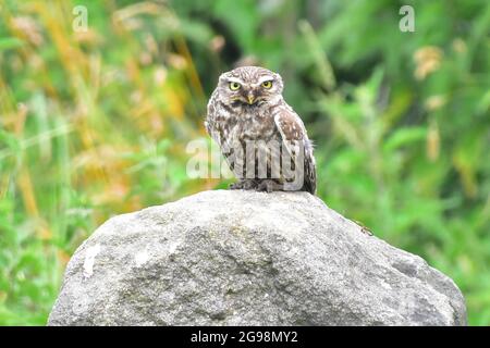 Little Owl, athene noctua, Todmorden, Calvaire, West Yorkshire Banque D'Images