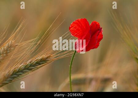 Coquelicot commun dans le champ de blé ( Papaver rhoeas ) Banque D'Images