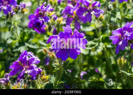 Gros plan sur les magnifiques fleurs florales d'été 'Rosemoor' Banque D'Images