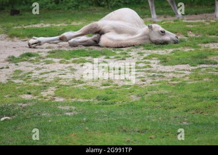 Chameau dans le zoo d'Overloon, aux pays-Bas Banque D'Images