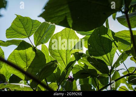 Feuilles d'arbre Khulna, Bangladesh. Banque D'Images