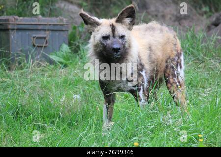 Chien sauvage africain au zoo d'Overloon, aux pays-Bas Banque D'Images