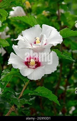 Couple de fleurs d'hibiscus blanc sur une branche avec le fond de feuillage vert en vue rapprochée. Banque D'Images