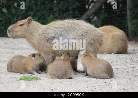 Cabybara dans le zoo d'Overloon aux pays-Bas Banque D'Images