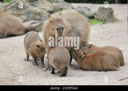 Cabybara dans le zoo d'Overloon aux pays-Bas Banque D'Images