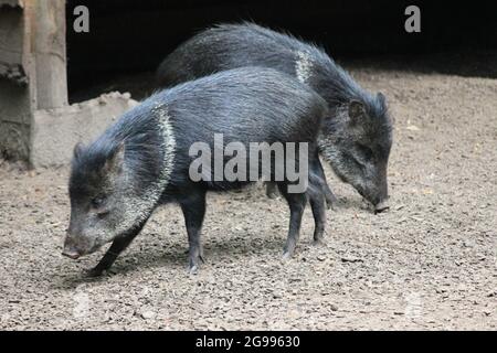 Peccarie à col dans le zoo d'Overloon aux pays-Bas Banque D'Images