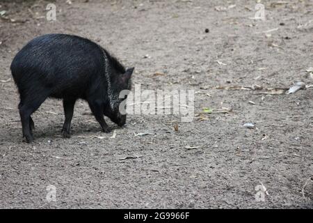 Peccarie à col dans le zoo d'Overloon aux pays-Bas Banque D'Images