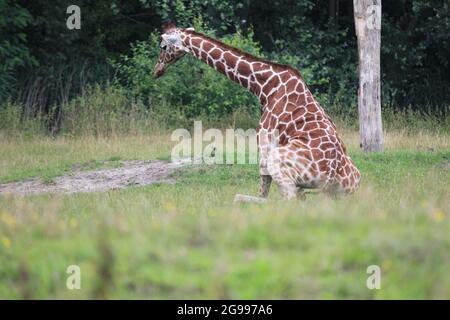 Girafe réticulée au zoo d'Overloon, aux pays-Bas Banque D'Images
