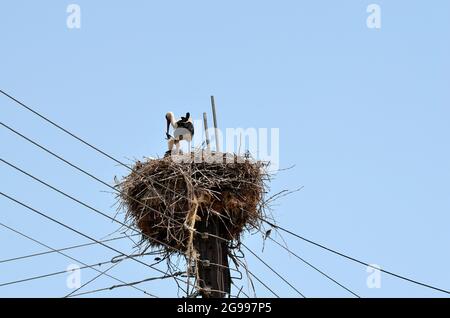 Grèce, le nid de Stork construit sur des poteaux électriques dans le petit village sur le lac Kerkini en Macédoine centrale, nourrissant un jeune animal Banque D'Images