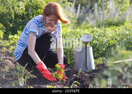 Plantation de plants de tomates dans le jardin - mains tenant une plantule, arrosoir et pelle en arrière-plan Banque D'Images