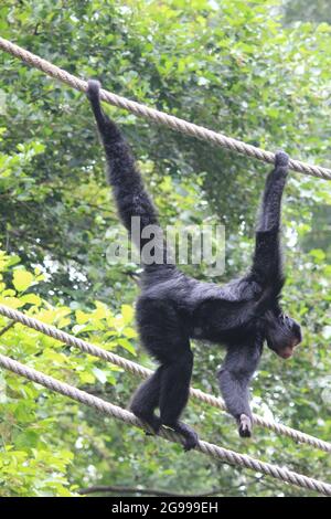 Singe araignée à face rouge dans le zoo d'Overloon Banque D'Images