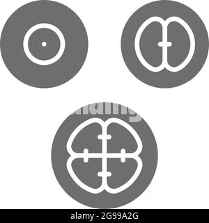 Stades de division cellulaire, embryons, embryogenèse icône grise. Illustration de Vecteur