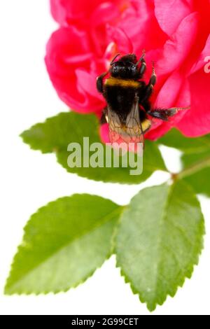 Un bourdon se trouve sur une fleur de rose Banque D'Images