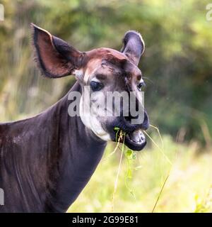 Okapi adulte, okapia johnstoni, également connu sous le nom de girafe forestière, girafe congolaise, ou girafe zébrée, paissant sur un feuillage luxuriant. Cette espèce est en fin de gamme Banque D'Images