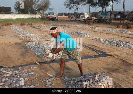 Pêcheurs travaillant dans le processus de préparation de poissons secs sur les rives de la baie du Bengale à Digha, Bengale-Occidental, Inde Banque D'Images