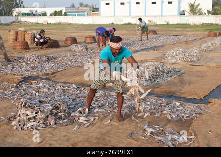 Pêcheurs travaillant dans le processus de préparation de poissons secs sur les rives de la baie du Bengale à Digha, Bengale-Occidental, Inde Banque D'Images