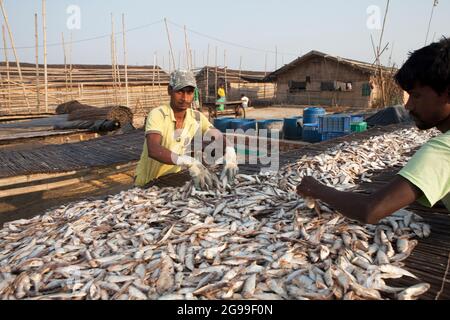 Pêcheurs travaillant dans le processus de préparation de poissons secs sur les rives de la baie du Bengale à Digha, Bengale-Occidental, Inde Banque D'Images