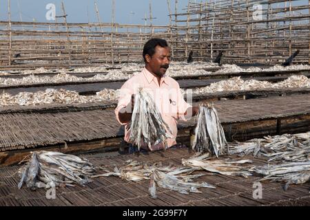 Pêcheurs travaillant dans le processus de préparation de poissons secs sur les rives de la baie du Bengale à Digha, Bengale-Occidental, Inde Banque D'Images