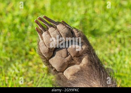 Patte avant droite d'un Badger (Meles meles). Face inférieure montrant des griffes, cinq chiffres et des tampons. Banque D'Images