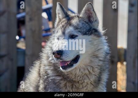 portrait du museau d'un chien husky en gros plan Banque D'Images