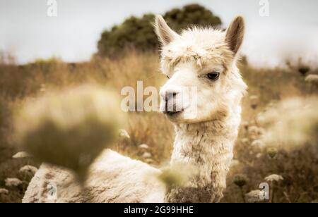 Alpaga sur la ferme, à l'extérieur sur un pâturage, herbe haute, animal regardant dans la caméra. Banque D'Images