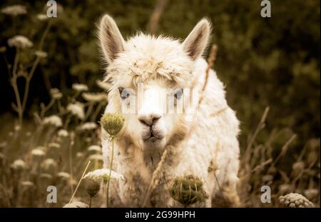 Alpaga sur la ferme, à l'extérieur sur un pâturage, herbe haute, animal regardant dans la caméra. Banque D'Images