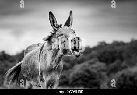 Mignon âne, appel, portrait en noir et blanc, extérieur sur le terrain. Banque D'Images