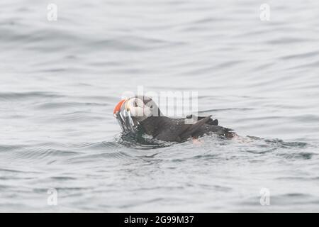 Puffin de l'Atlantique (Fratercula arctica) nageant dans la mer avec un bec rempli de poissons de sandels dans le brouillard marin, île de Mai, Fife, Écosse, Royaume-Uni Banque D'Images