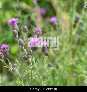 Timbre de Thistle de champ, Thistle rampant / Cirsium arvense fleurs violettes sous le soleil d'été. La plante est une mauvaise herbe agricole gênante au Royaume-Uni. Banque D'Images