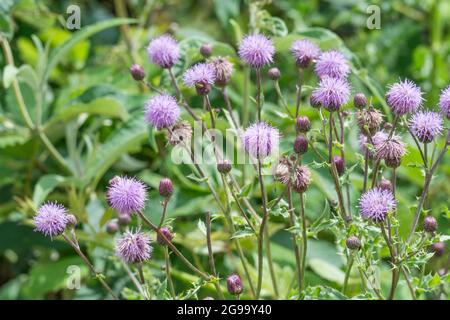 Timbre de Thistle de champ, Thistle rampant / Cirsium arvense fleurs violettes sous le soleil d'été. La plante est une mauvaise herbe agricole gênante au Royaume-Uni. Banque D'Images