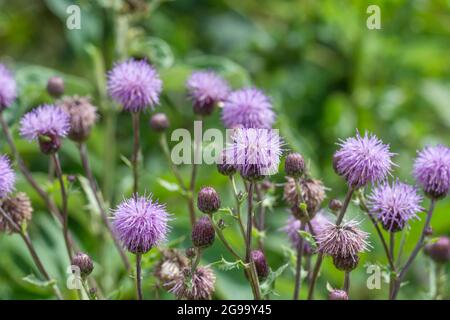 Timbre de Thistle de champ, Thistle rampant / Cirsium arvense fleurs violettes sous le soleil d'été. La plante est une mauvaise herbe agricole gênante au Royaume-Uni. Banque D'Images