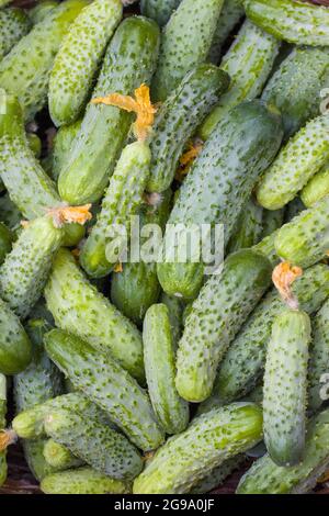Concombres et fleurs séchées. Petit grand cornichon frais sur toile de fond. Une alimentation saine et verte Banque D'Images