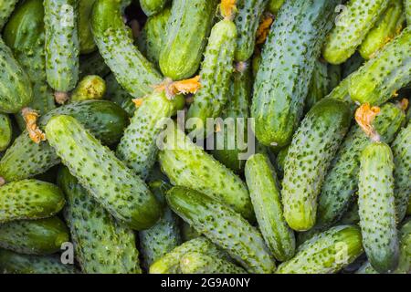Concombres avec toile de fond de fleurs séchées. Petit grand cornichon frais sur toile de fond. Une alimentation saine et verte Banque D'Images