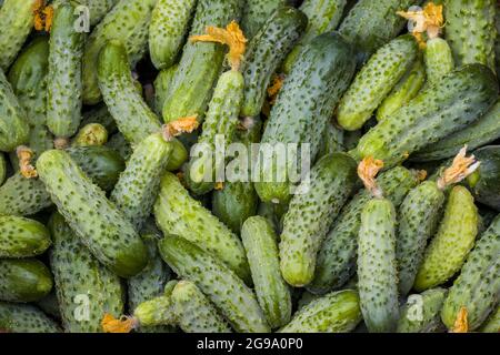 Concombres avec fond de fleurs séchées. Petit grand cornichon frais sur toile de fond. Une alimentation saine et verte Banque D'Images