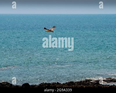 Aigle à ventre blanc (Haliacetus leucogaster) au-dessus de l'océan Indien près de James Price point, péninsule de Dampier, Australie occidentale Banque D'Images