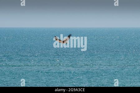 Aigle à ventre blanc (Haliacetus leucogaster) au-dessus de l'océan Indien près de James Price point, péninsule de Dampier, Australie occidentale Banque D'Images