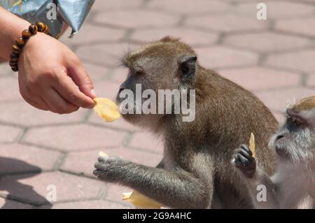 Un monkeybe de macaques à longue queue a nourri des chips de pommes de terre dans la région pittoresque des grottes de batu à Gombak, selangor en Malaisie. Banque D'Images