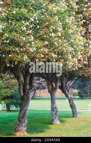 Oleander blanc nain, ou Oleander nérium, de beaux arbres avec des fleurs enneigées et un feuillage à feuilles persistantes. Banque D'Images