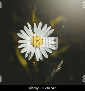 abeille sur la belle fleur blanche de marguerite au printemps Banque D'Images