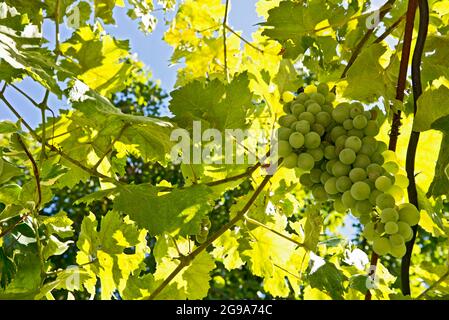 Raisins presque prêts pour la récolte au vignoble en France Banque D'Images