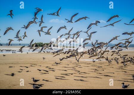 Belle autre type d'oiseaux vu errant dans le sanctuaire d'oiseau de l'île de South Padre Banque D'Images